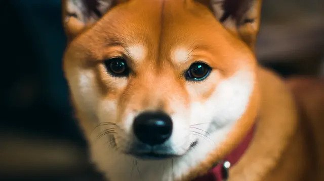 The Essential Guide to Pet Care for First-Time Dog Owners