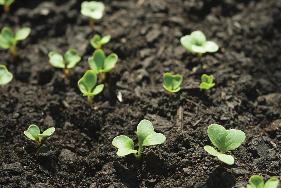 The Essential Guide to Composting for a Greener Garden