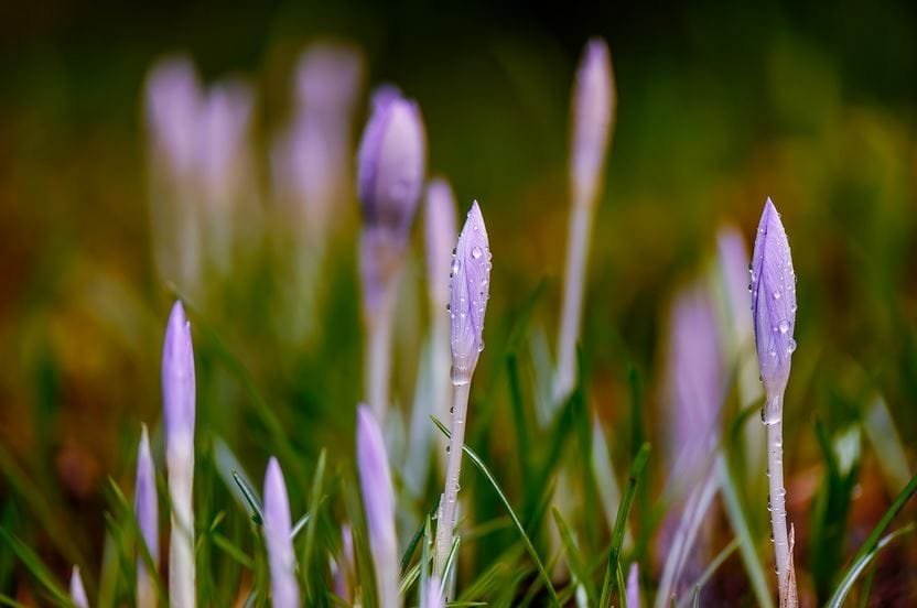 Unlocking the Power of Saffron: Health Benefits You Didn't Know About