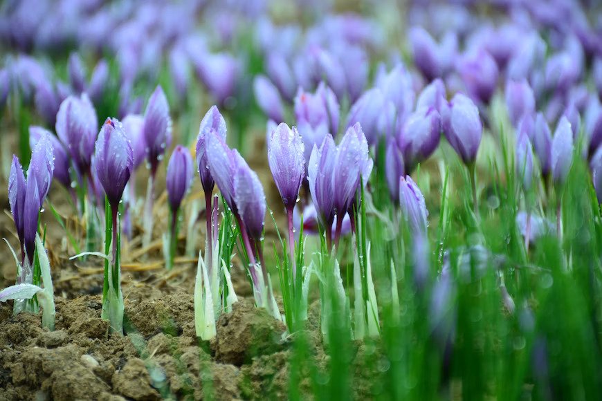 Unlocking the Power of Saffron: Health Benefits You Didn't Know About